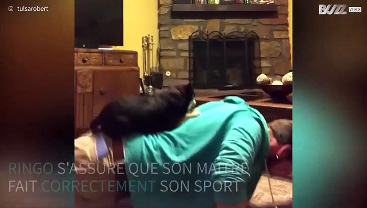 Ce chihuahua s'assure que son maître fait bien ses pompes