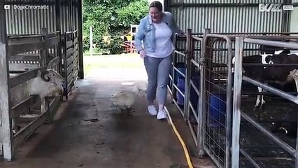 Deux oies passent à l'attaque en Australie