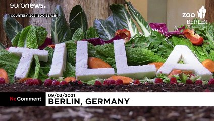 Kisgorilla született a berlini állatkertben