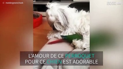 L'incroyable complicité entre un oiseau et un chien