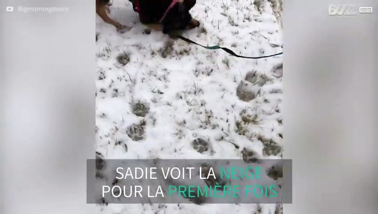 En découvrant la neige, ce chien a une drôle de réaction