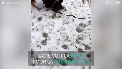En découvrant la neige, ce chien a une drôle de réaction