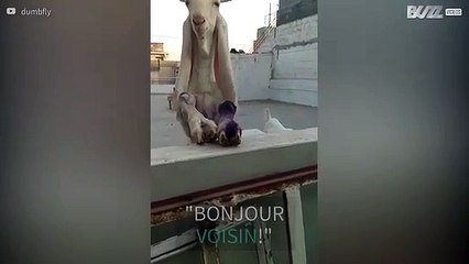 Un voisin chaque jour salué par trois chèvres