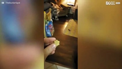 Avez-vous déjà vu un chien s'asseoir ainsi?