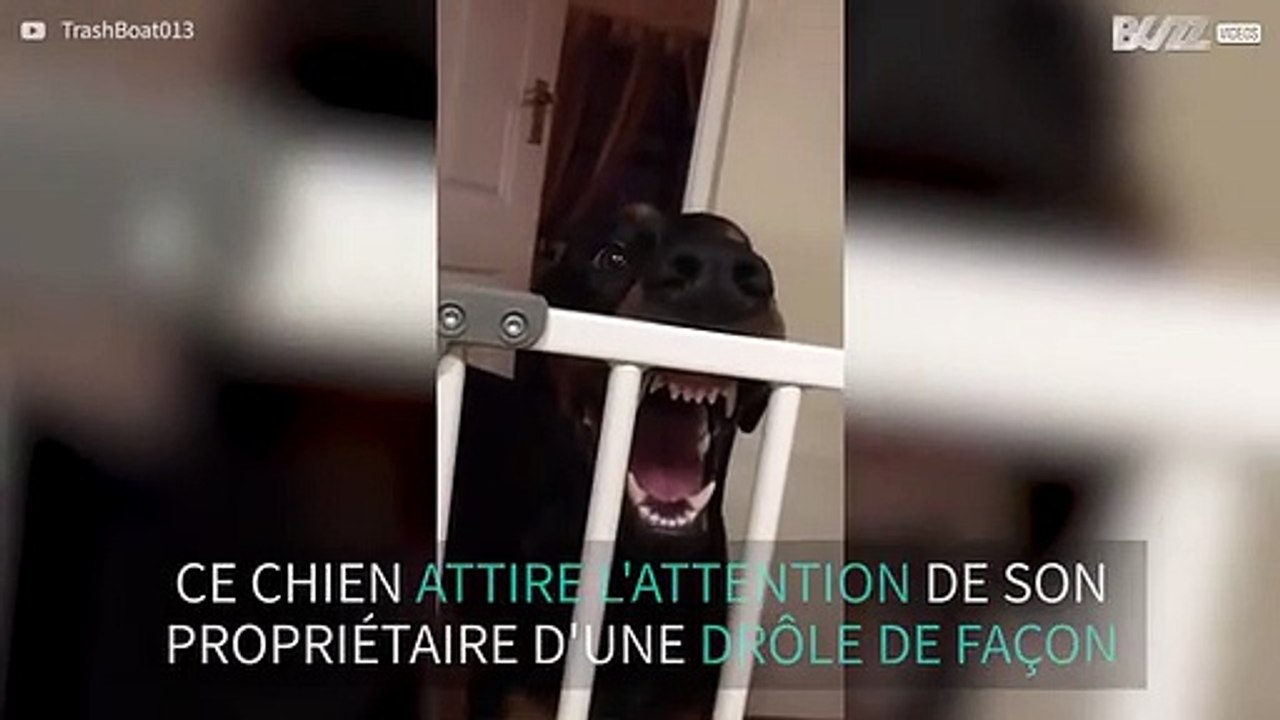 Ce doberman nous fait son plus beau sourire