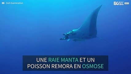 Une raie manta géante, en osmose avec un poisson remora