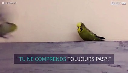 Cette perruche n'aime pas qu'on marche sur ses plates-bandes