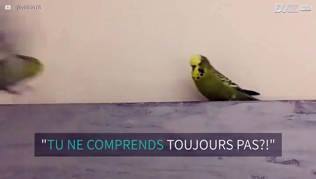 Cette perruche n'aime pas qu'on marche sur ses plates-bandes