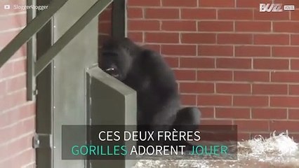 Ces gorilles sont frères et s'éclatent ensemble!