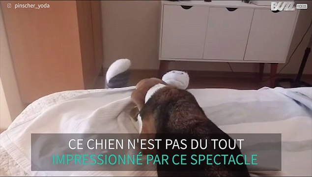 Ce chien est peu impressionné par ce spectacle de marionnettes