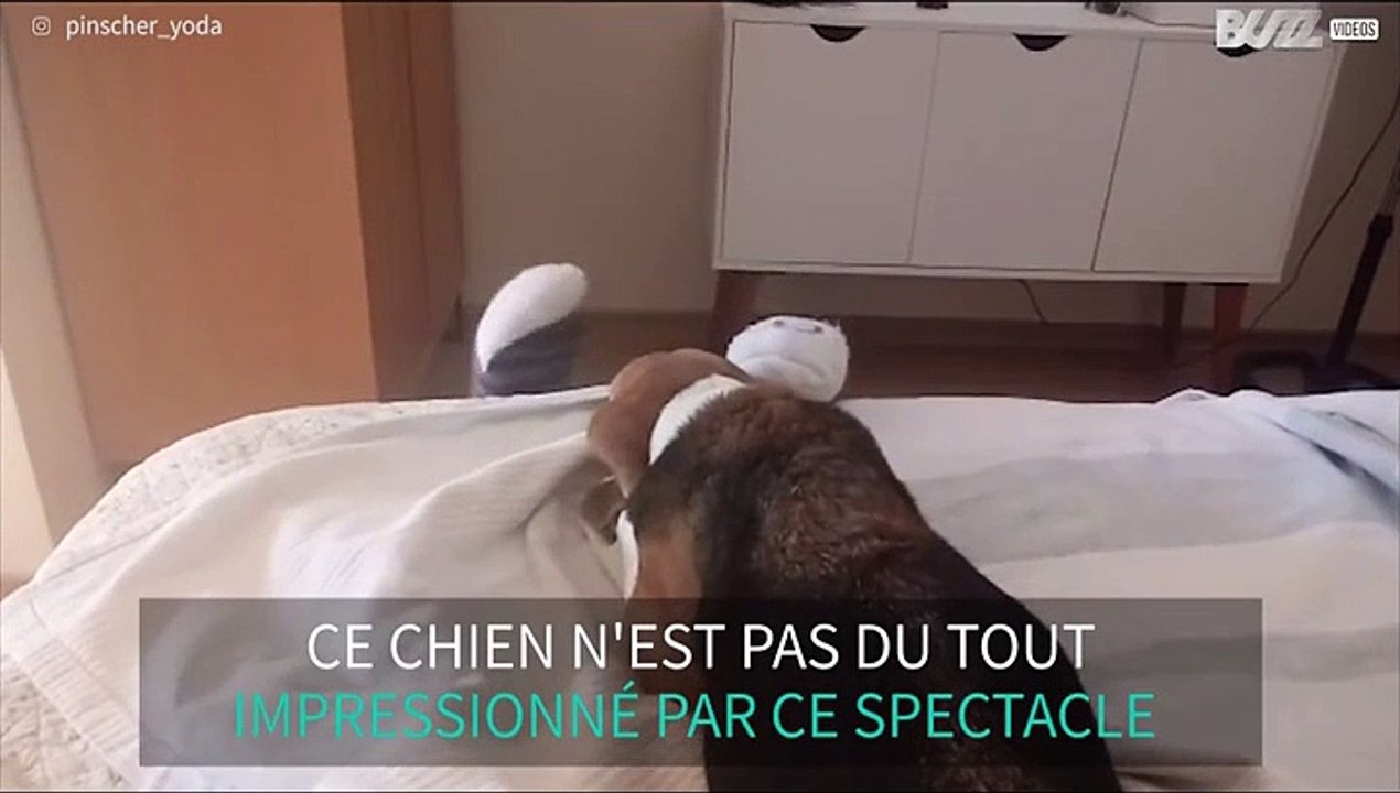 Ce chien est peu impressionné par ce spectacle de marionnettes