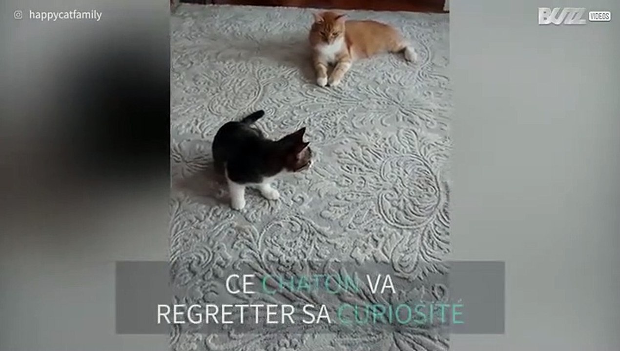 Ce chaton va très vite regretter son geste...