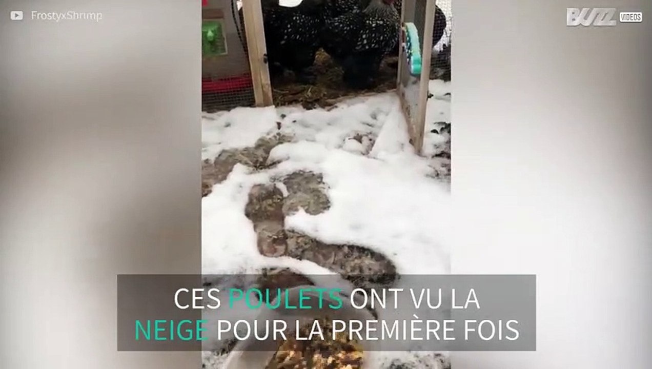 Des poulets refusent de marcher dans la neige
