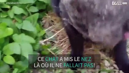 Un chat piégé dans une toile d'araignée