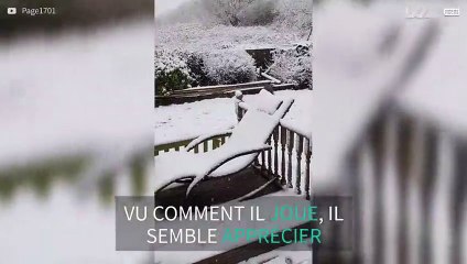 Un chien découvre la neige pour sa plus grande joie !