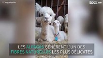 Une maman alpaga et son petit, blottis l'un contre l'autre