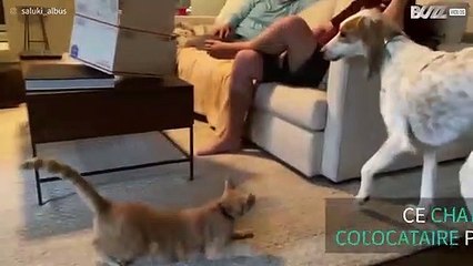 Chien et chat et inséparables !