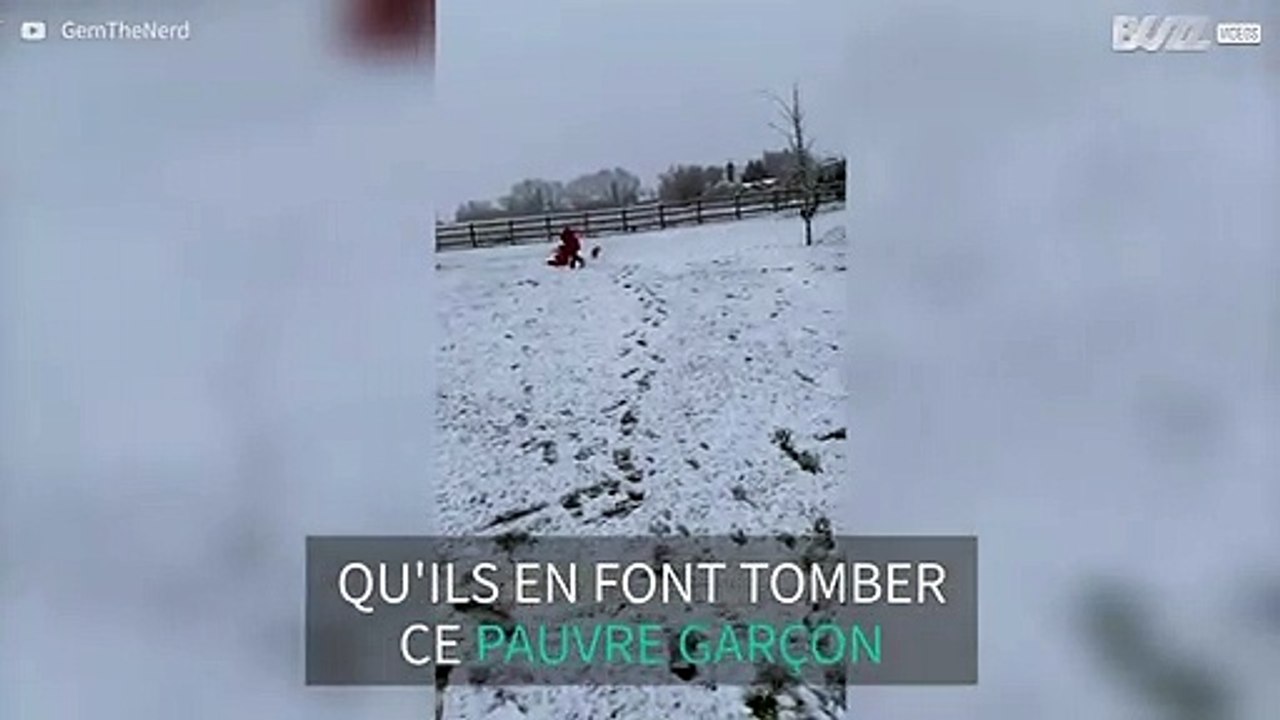 Fou de joie, ce Jack Russell fait tomber un petit garçon