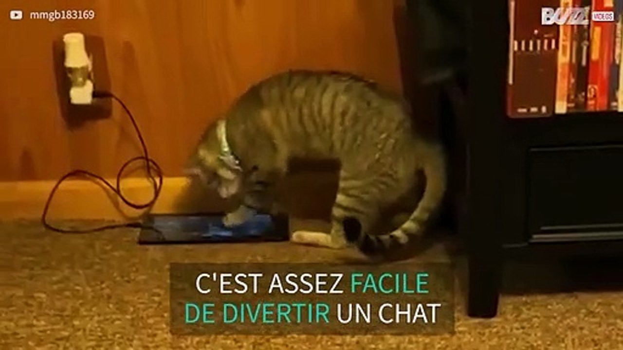 Ce chat est obsédé par un oiseau...virtuel