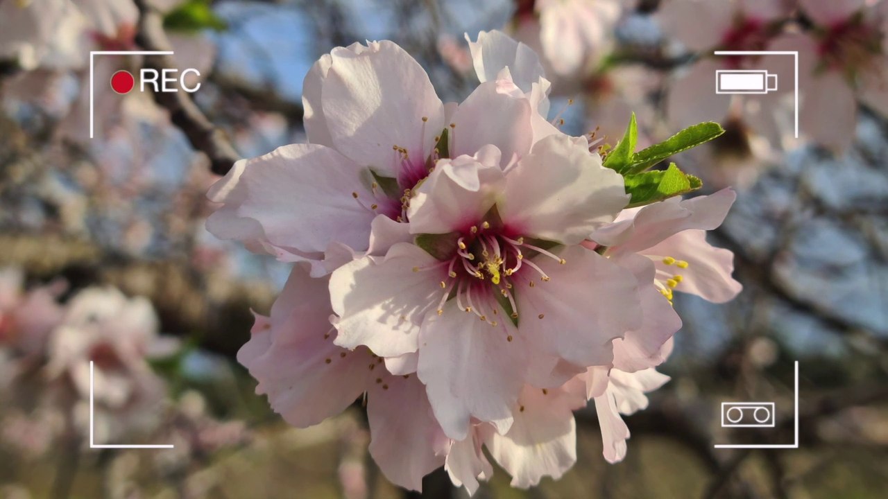 BEAUTIFUL BLOSSOM