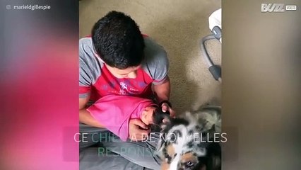 Un chien découvre sa nouvelle petite maîtresse