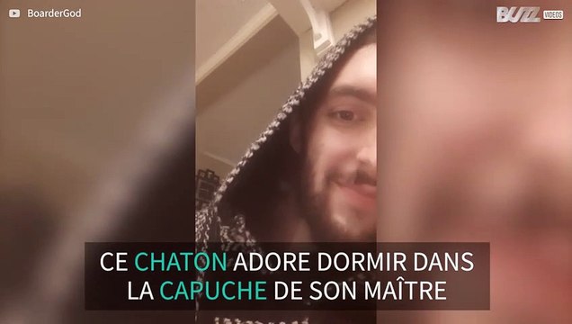 Ce chaton adore se cacher dans la capuche de son maître