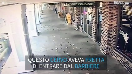 Il cervo aveva fretta di andare dal barbiere