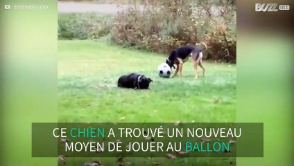 Un chien se coince la tête dans un ballon de foot