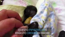 Baby pipistrello tratto in salvo dopo la morte della madre