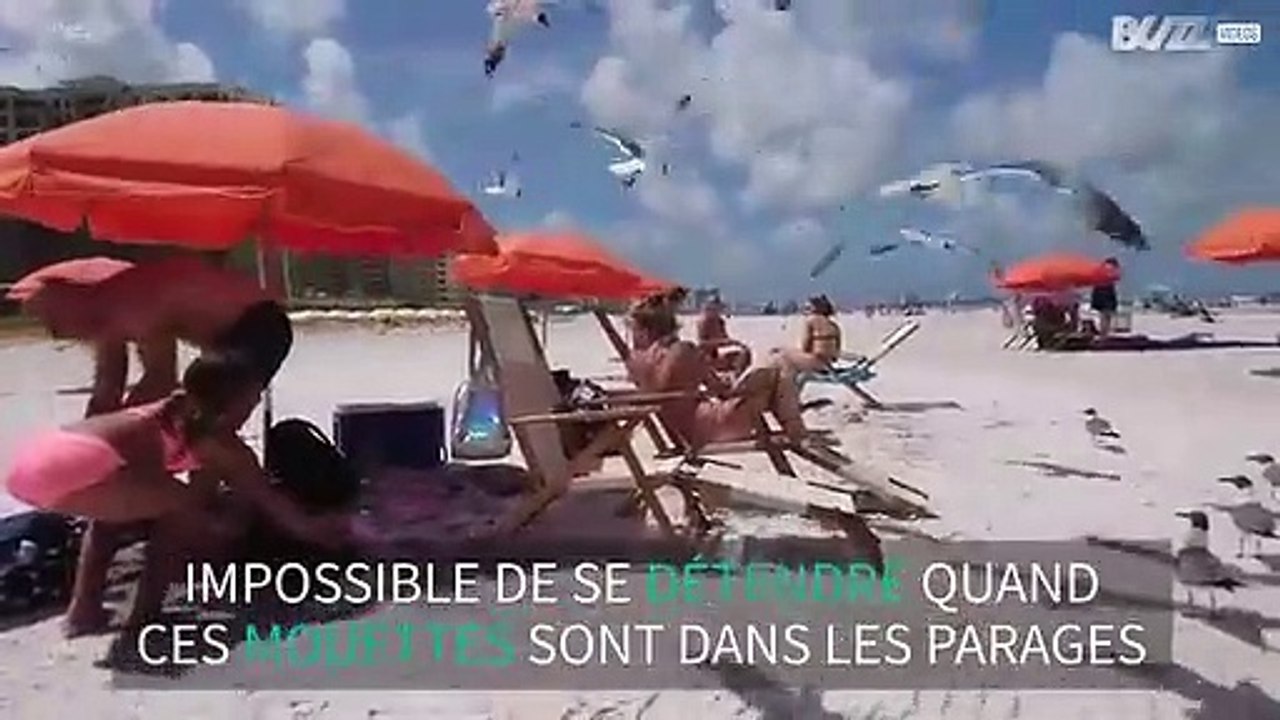 Des mouettes s'en prennent à des touristes sur la plage