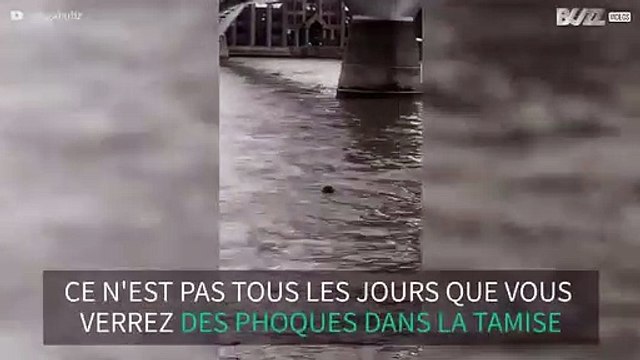 Un phoque repéré dans la Tamise à Londres