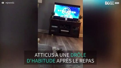 Ce chien a une étrange habitude après avoir mangé