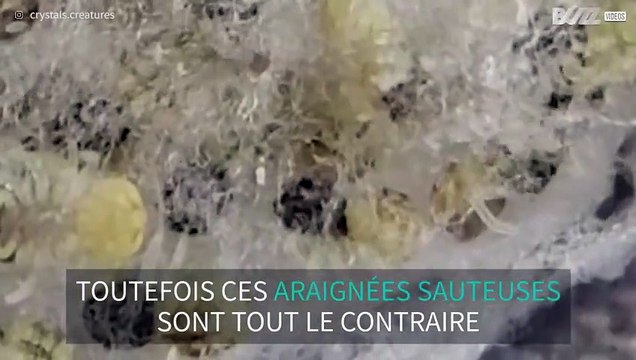 Zoom sur des œufs d'araignées sauteuses
