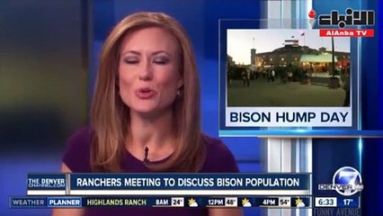 مذيعة تصاب بحالة هستيرية من الضحك خلال بث مباشر