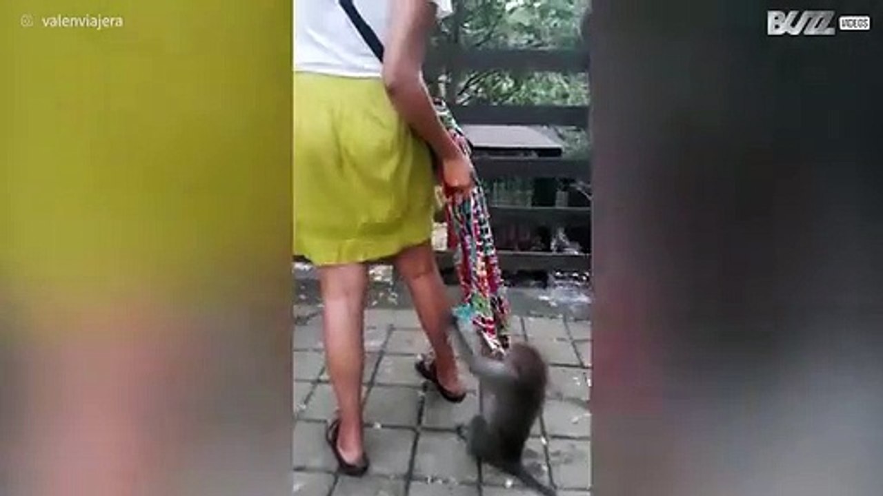 Une touriste "attaquée" par des singes à Ubud