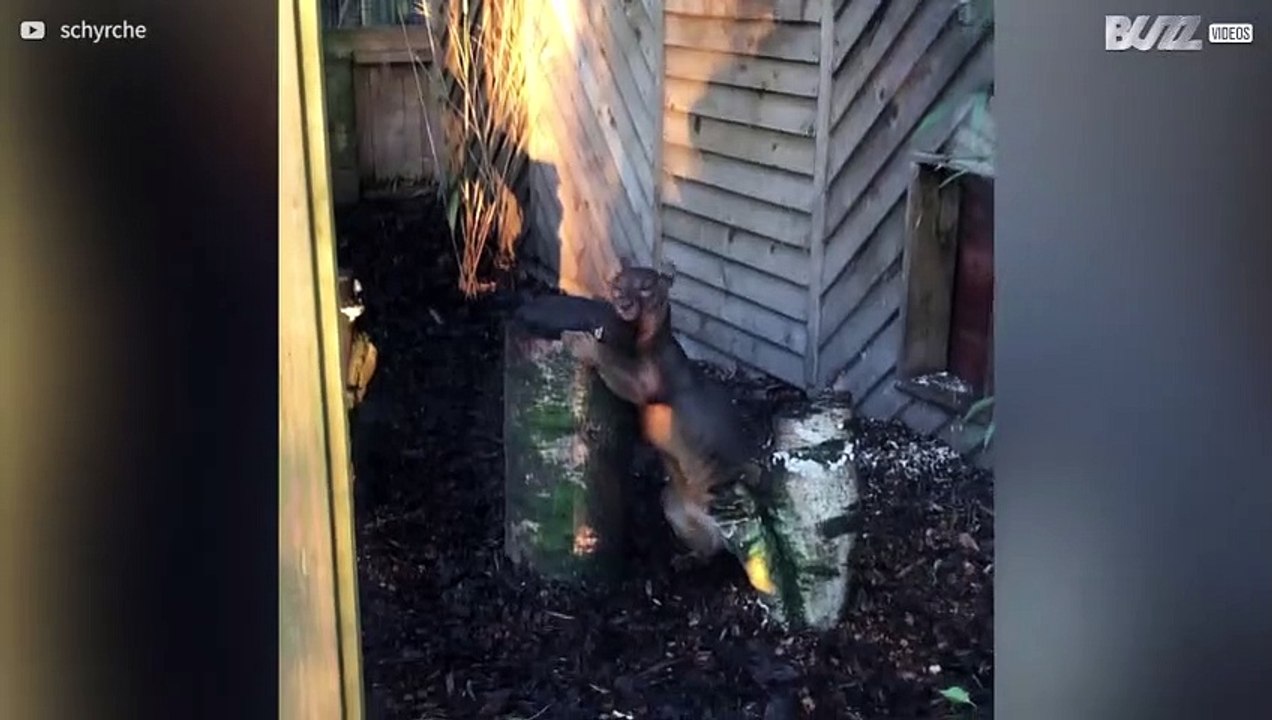 Un fossa en mal d'amour s'en prend à un tronc d'arbre...