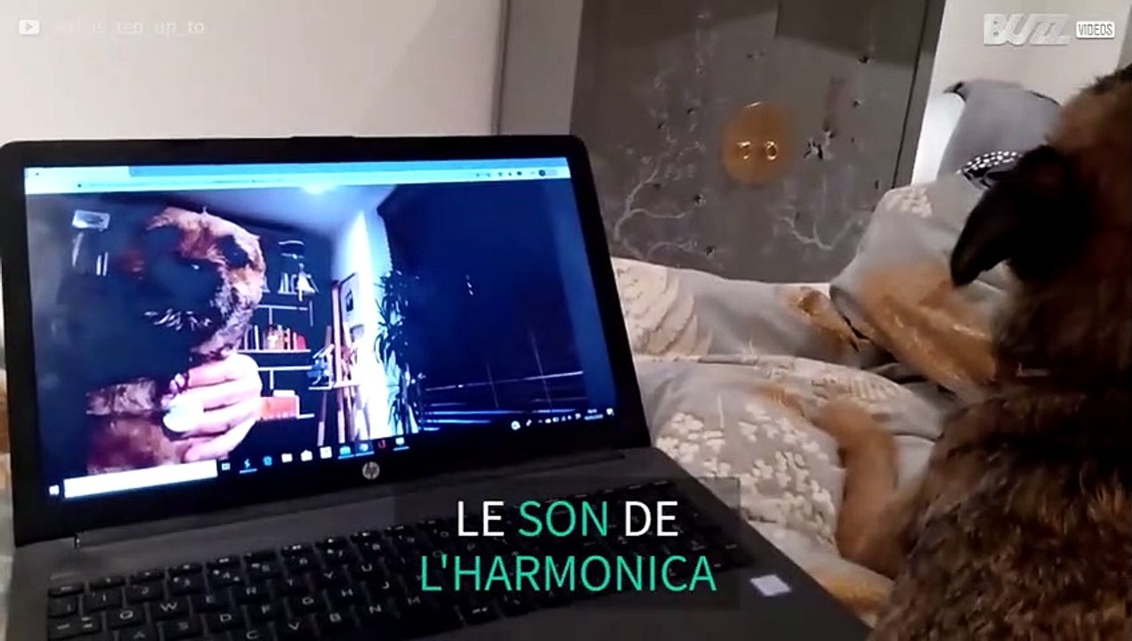 Ce chien chante en duo avec lui-même et un harmonica