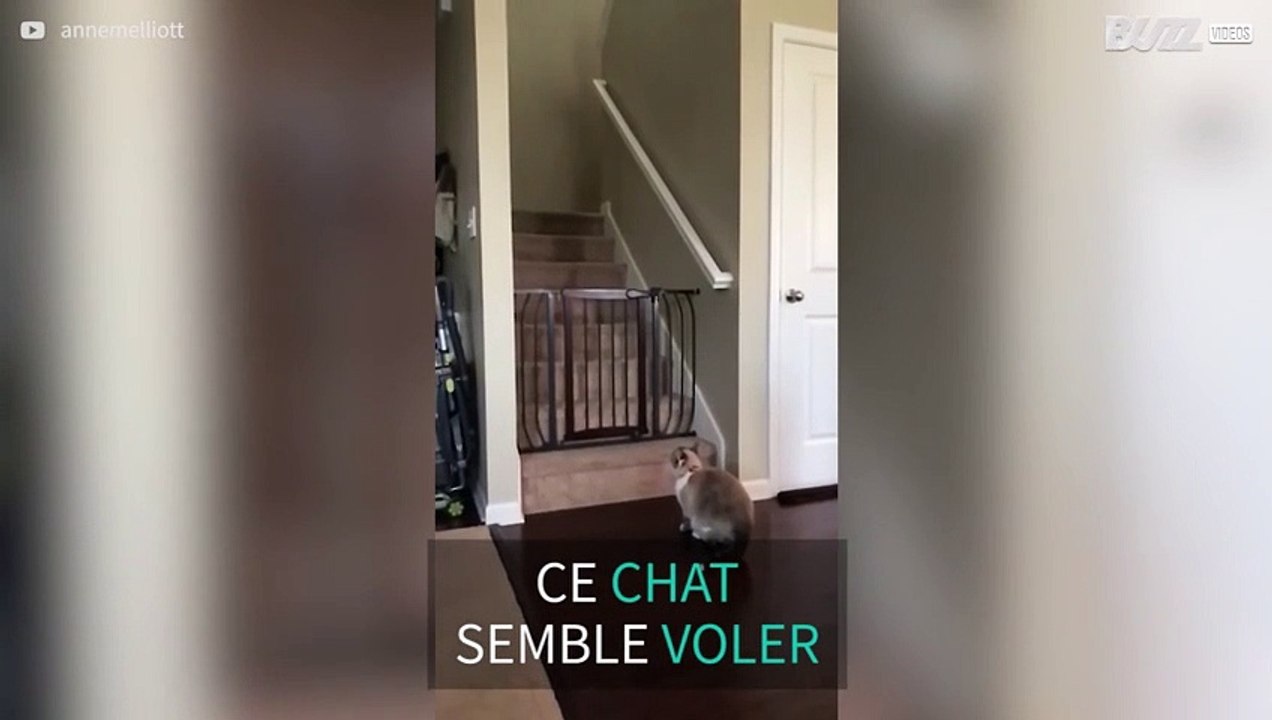 La grâce de ce chat est indéniable