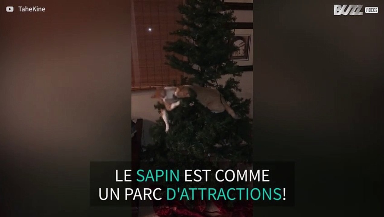 Ces chats s'éclatent avec un sapin de Noël