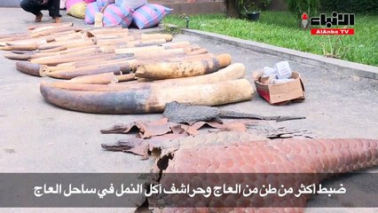 ضبط عمليات تهريب لعاج الفيلة وحراشف آكل النمل