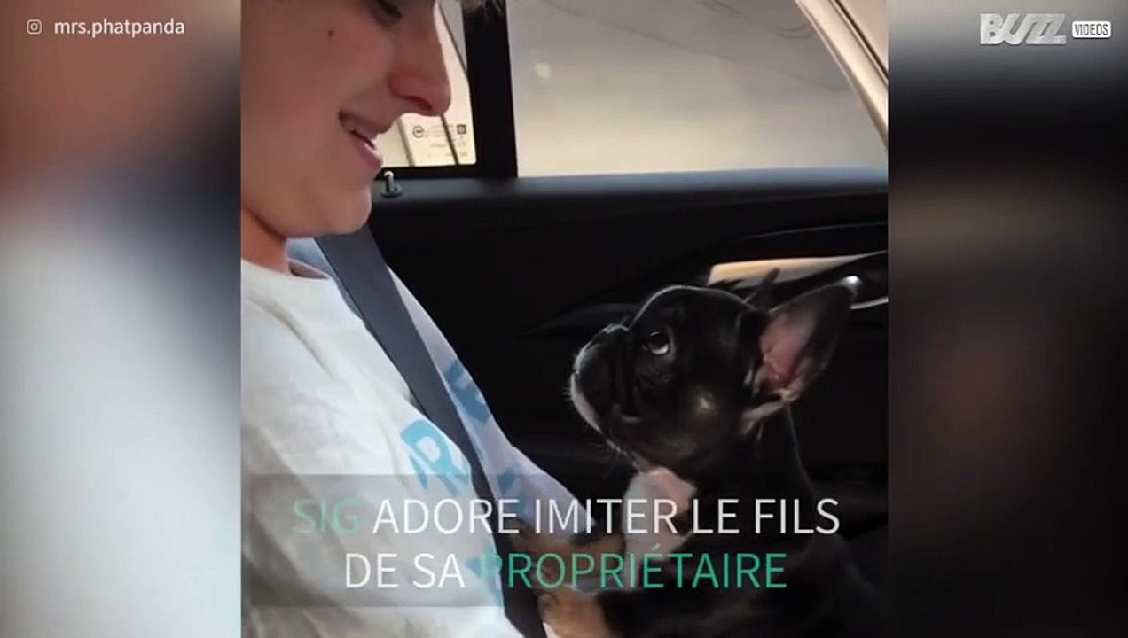 Un chiot bulldog français imite adorablement un bébé
