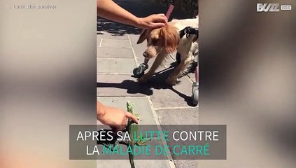Cette chienne malade s'est fait un nouvel ami