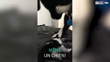 Ce chat aime ennuyer son ami le chien