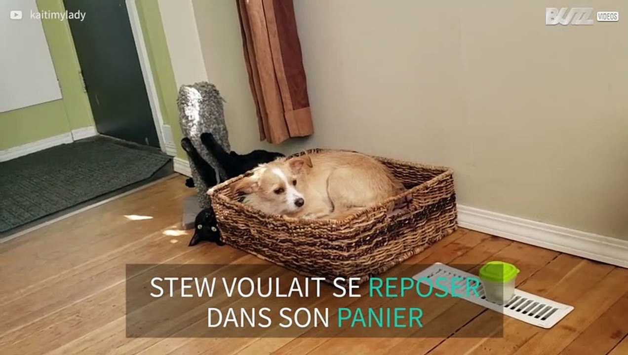 Ce chat gâche la sieste de son ami le chien