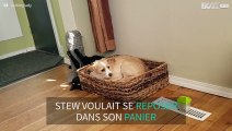 Ce chat gâche la sieste de son ami le chien