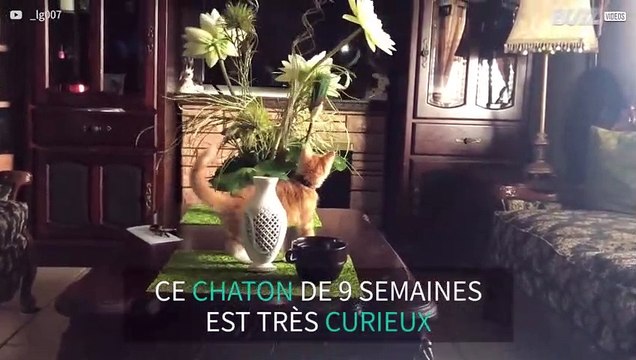 Un chaton curieux et bien maladroit