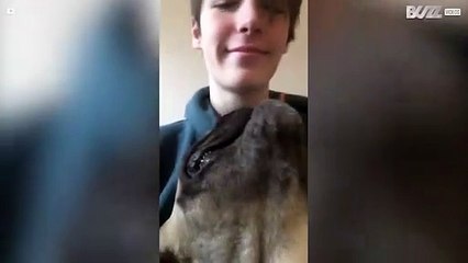 Ce bulldog français donne des coups de boule!