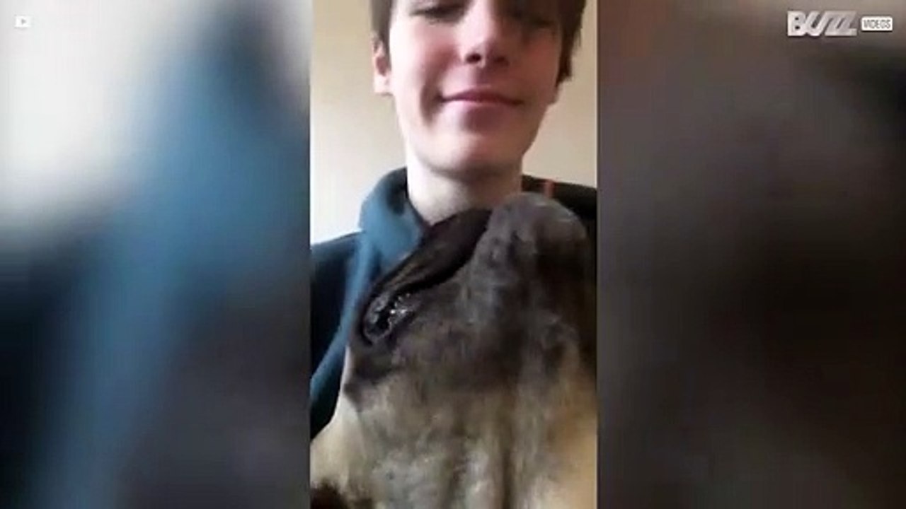 Ce bulldog français donne des coups de boule!