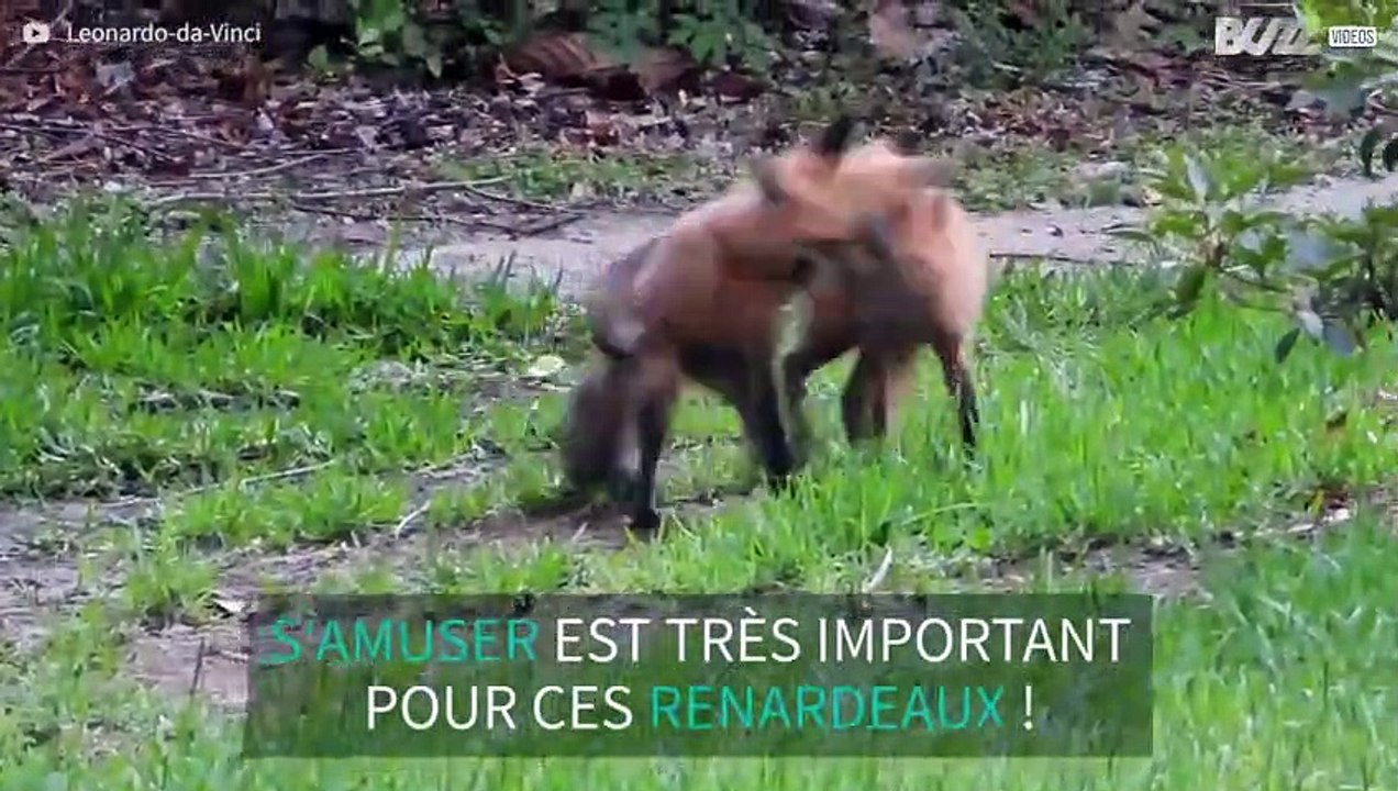 Un trio de renard fait de son jardin une aire de jeu