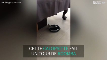 Cette jolie calopsitte fait un tour de Roomba